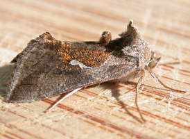 Celery Looper
